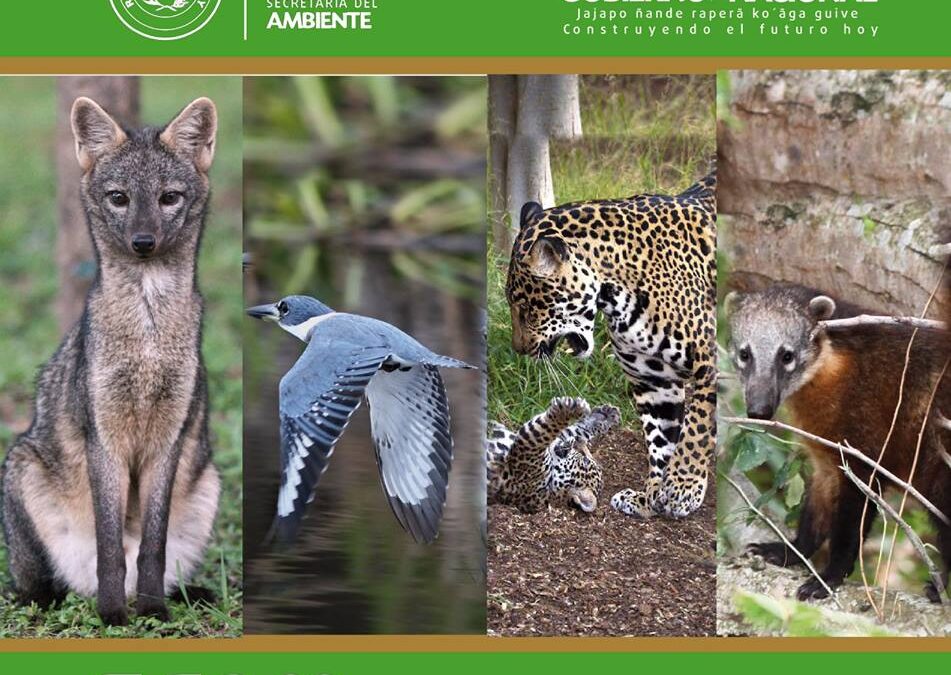 SEAM no dejará impune casos de maltratos ni cacería de animales silvestres