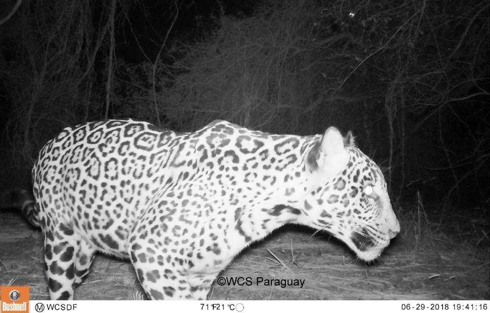 Conservación del Jaguareté: Buscan determinar densidad poblacional mediante imágenes captadas por cámaras trampas