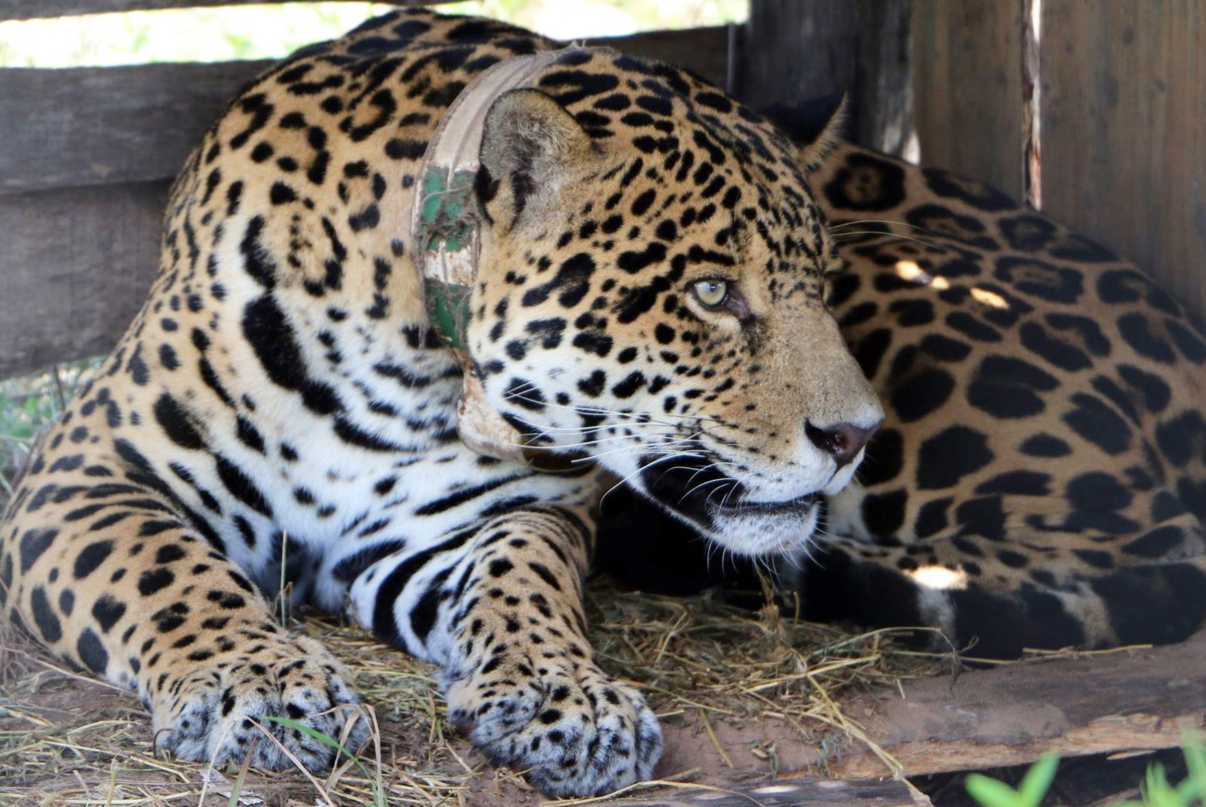 El jaguar “Chiqui” regresó a Paraguay tras el éxito logrado con el proyecto Yaguareté