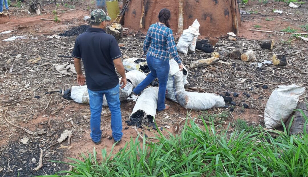 En operativo fiscal policial frenan deforestación en una propiedad ubicada en Bella Vista