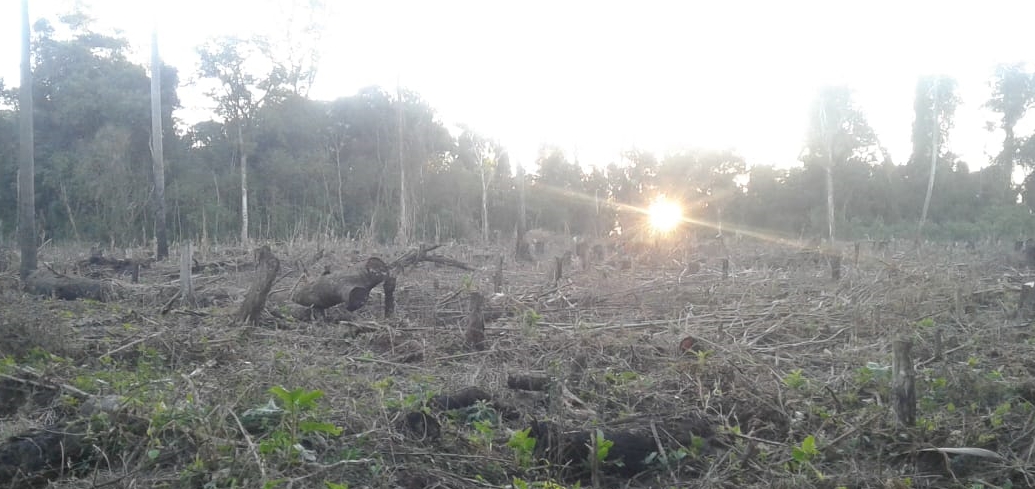 Incidentada intervención en un área boscosa en Caazapá
