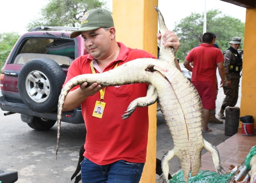 Decomisan animales silvestres faenados en Cerrito