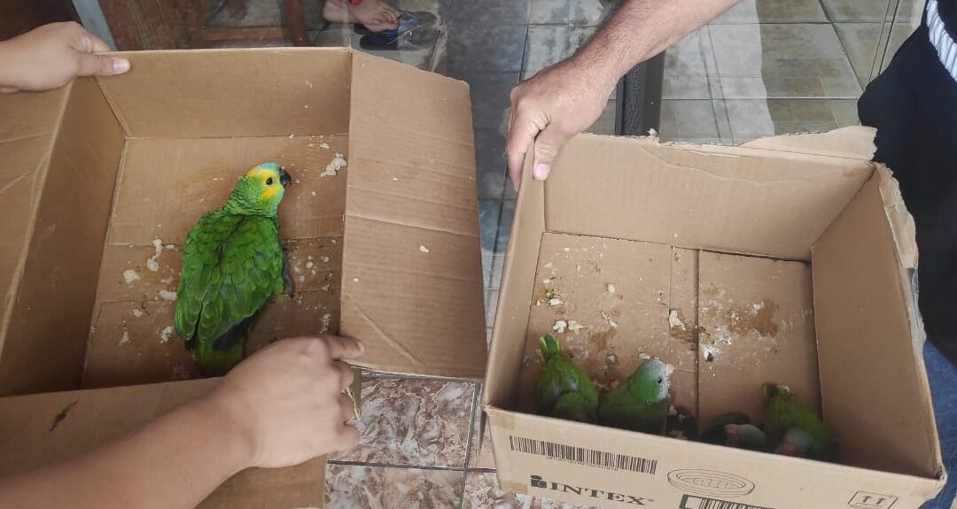 Sigue el rescate de animales silvestres de la zona del Mercado de San Lorenzo