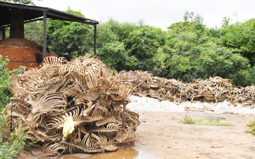 Luque: Mataderías fueron intervenidas por infringir medidas ambientales