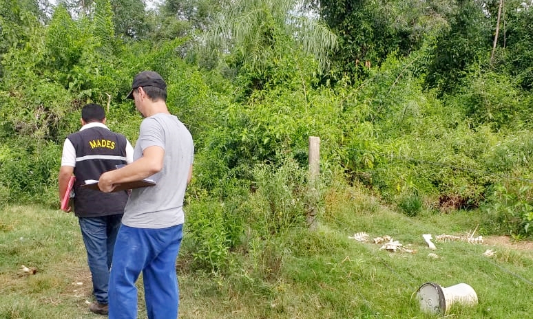 Emboscada: Intervienen un establecimiento dedicado a la cría de cerdos