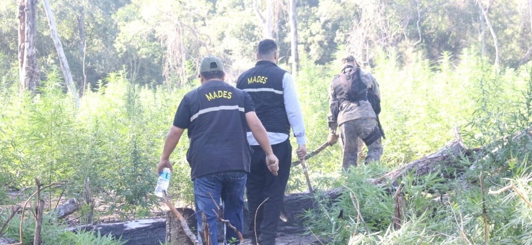 Hallan y destruyen cultivos de marihuana en el Parque Nacional San Luis
