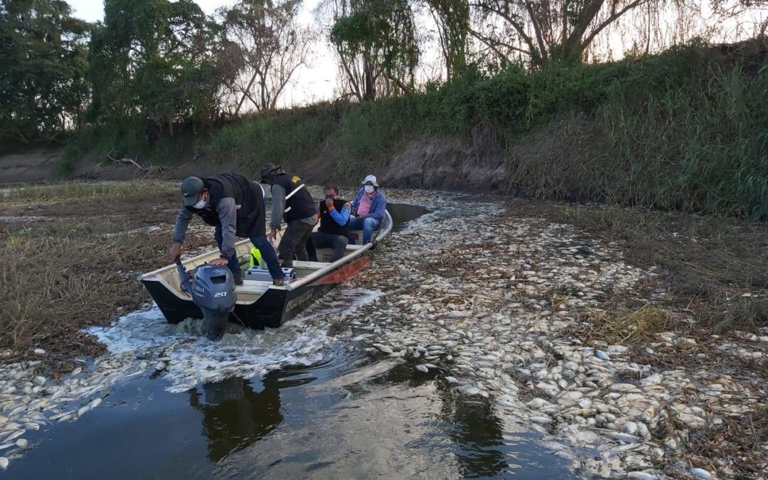 Investigan mortandad de peces en el río Montelindo
