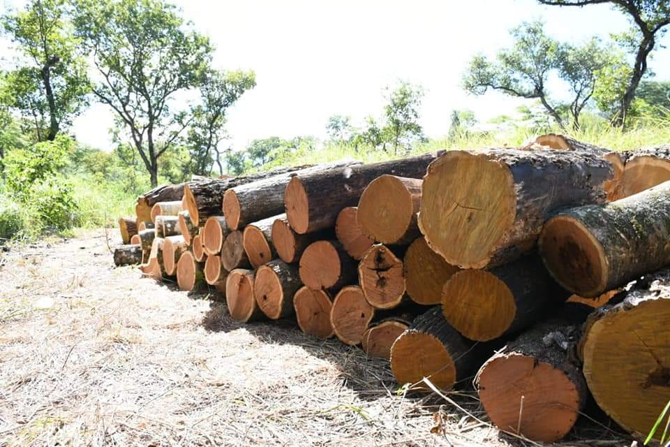 Inventario de especies halladas en el Parque San Luis durante operativo por desmonte