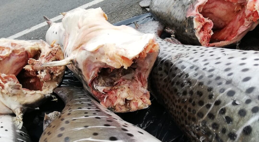 Decomisan 260 kilos de surubíes que eran transportados de manera irregular en Ñeembucú