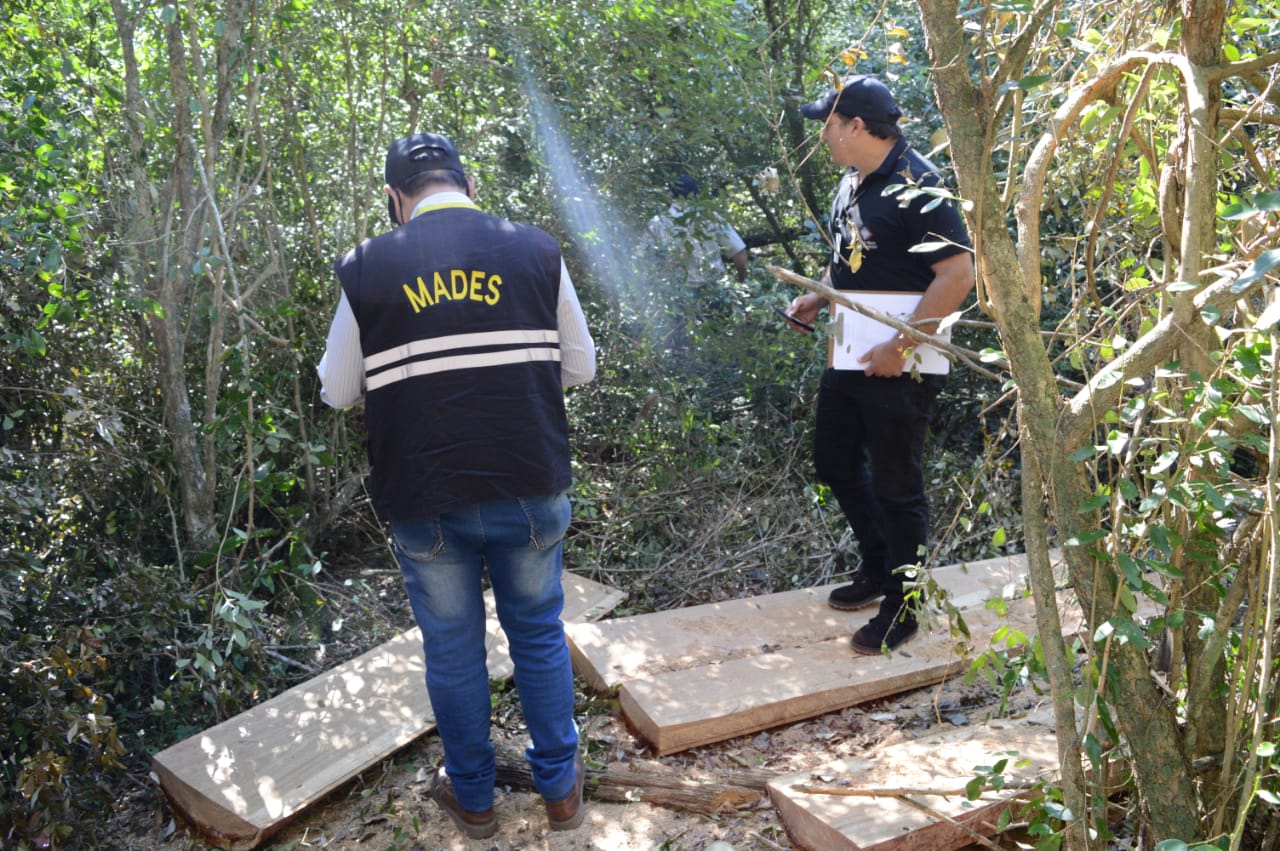 Presencia institucional del MADES desbarata criminal tala de árboles que alteró condiciones naturales en una zona del Parque San Luis