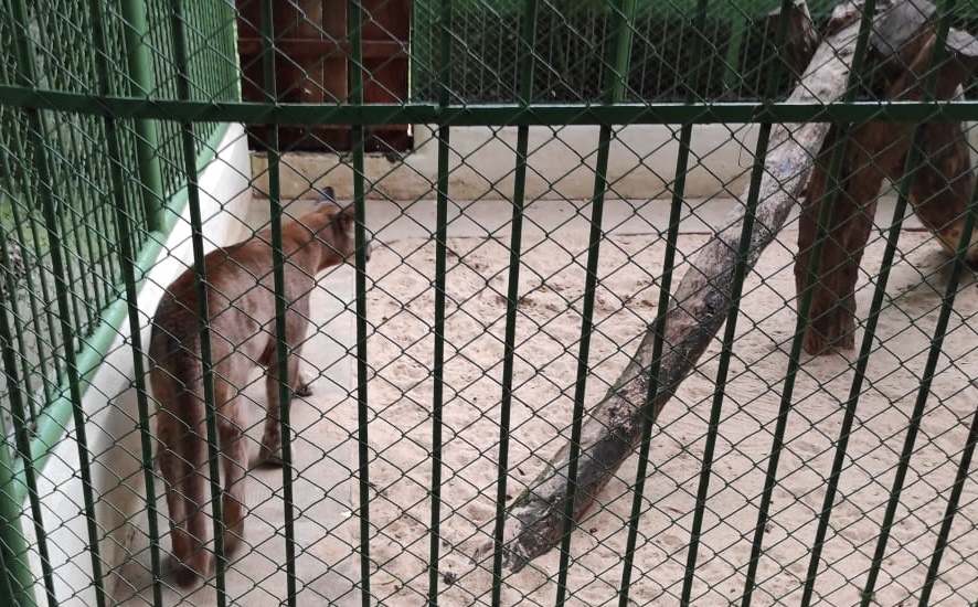 Un puma que era tenido como mascota finalmente fue llevado a refugio faunístico