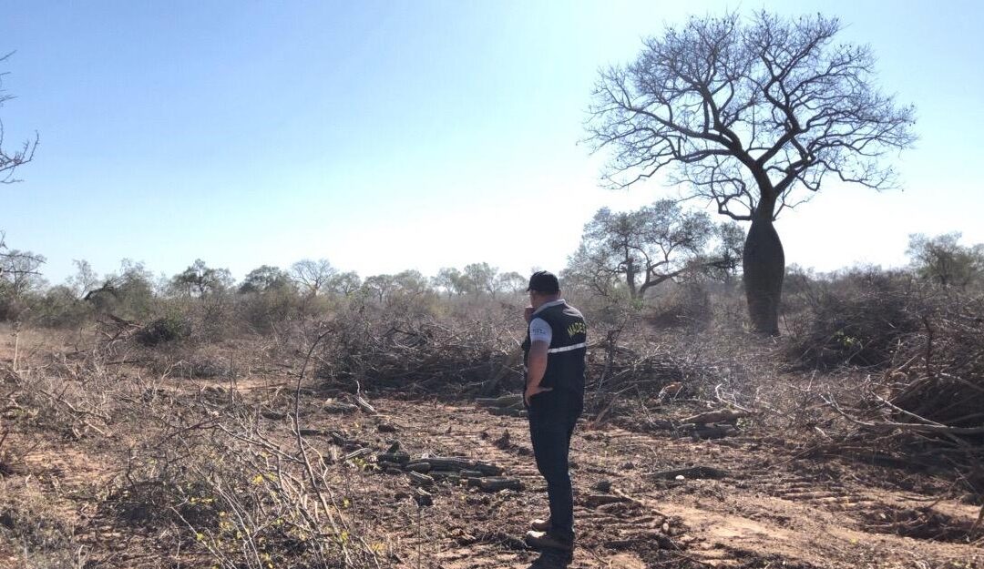 MADES interrumpe y frena nuevamente un desmonte en el Chaco