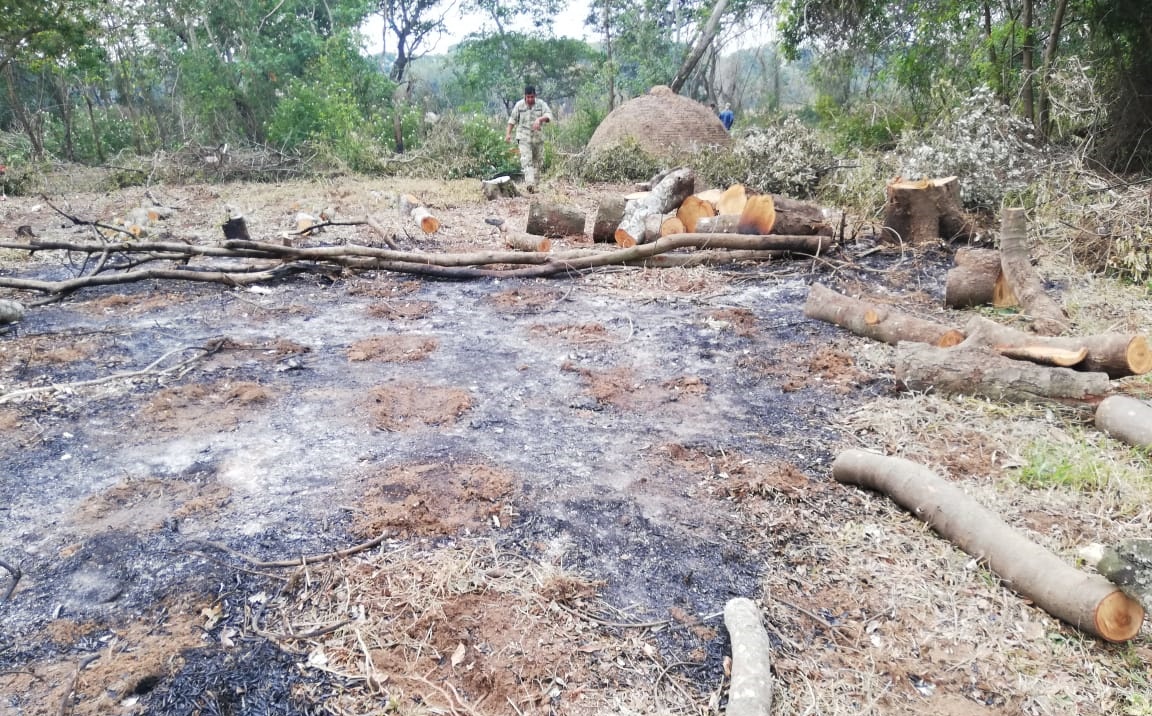 Constatan tala de árboles y destruyen hornos de carbón en una isla de Cerrito – Ñeembucú