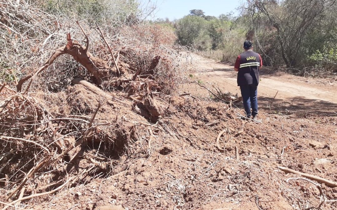Luque: Por volteo y destronque de árboles nativos fue intervenida una propiedad privada