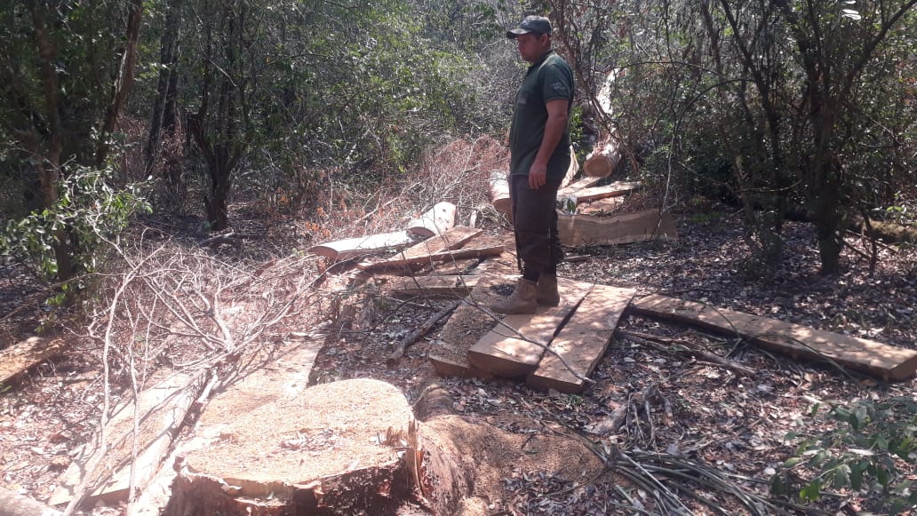 Criminal tala de árboles en el Parque Nacional San Luis