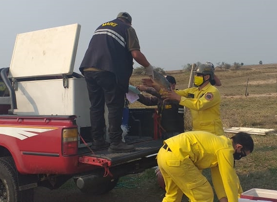Pescados fueron decomisados y donados a Bomberos Voluntarios y a Hospital