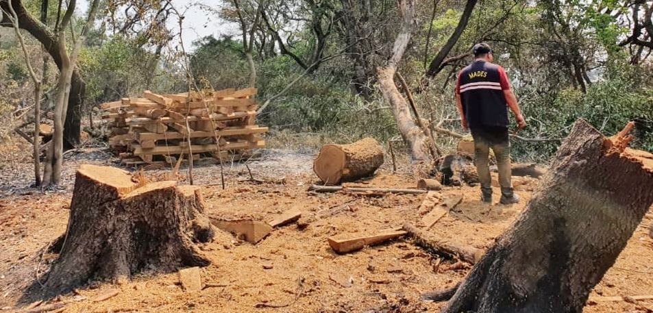 Chaco’i: Talaban y hacían postes de especies nativas sin ningún criterio ambiental