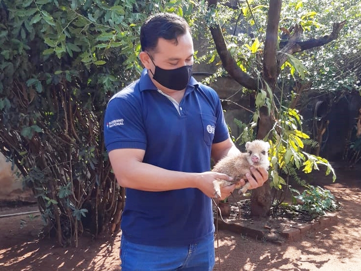 Rescatan a un animal silvestre que se encontraba en una vivienda particular