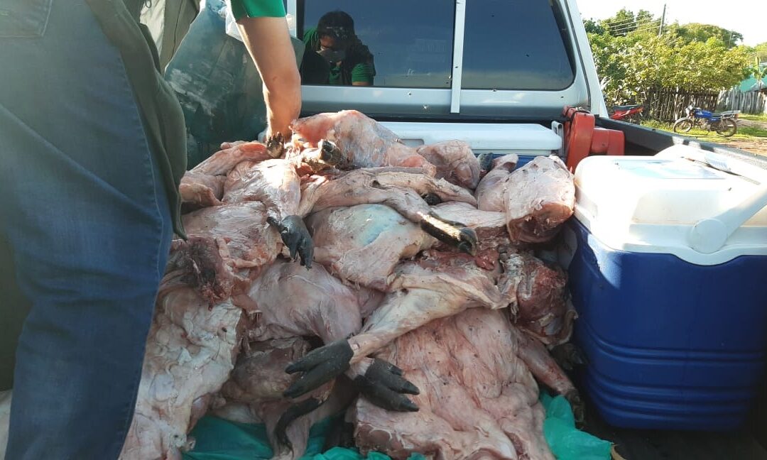 San Pedro: Venta ilegal de productos de animales silvestres