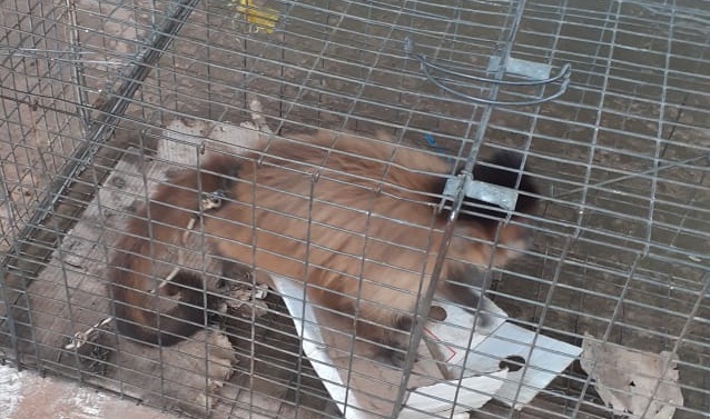 Un mono capuchino fue avistado y luego rescatado en Capiatá