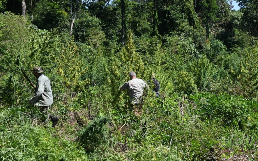 MADES reanuda guerra frontal contra plantaciones ilegales en los parques nacionales