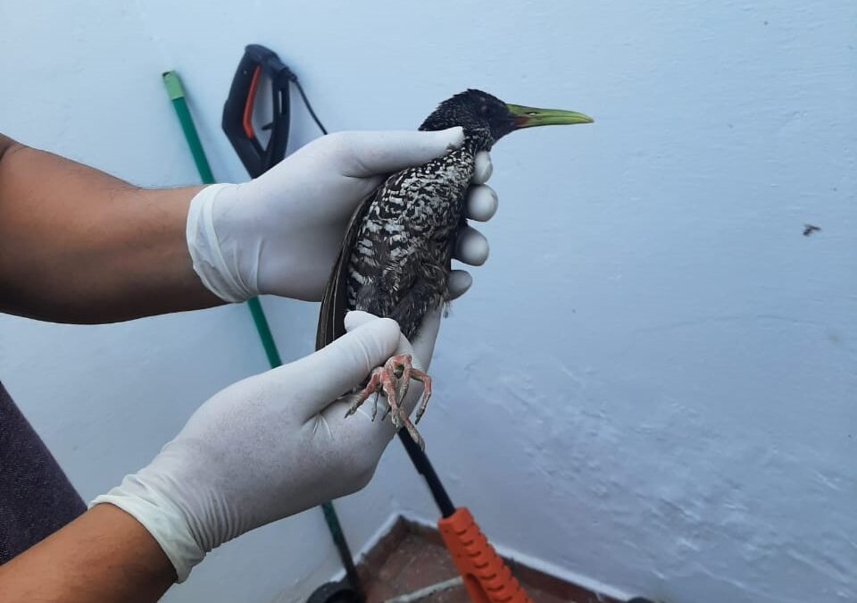 Rescatan y liberan a un ave silvestre
