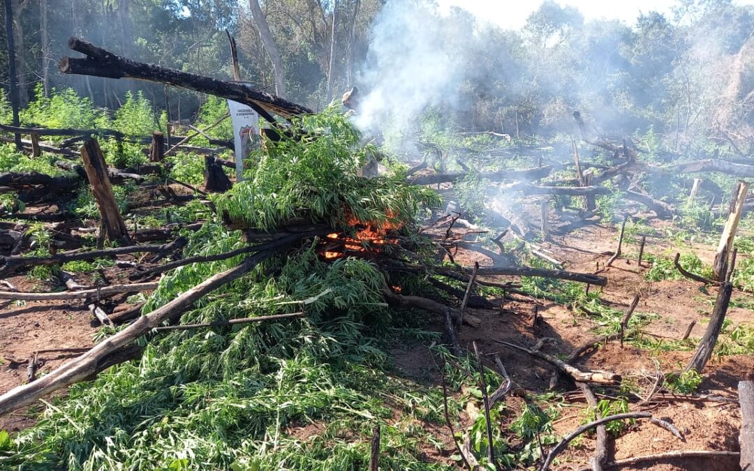 MADES: Dos hectáreas de marihuana fueron eliminadas de la Reserva para Parque San Rafael