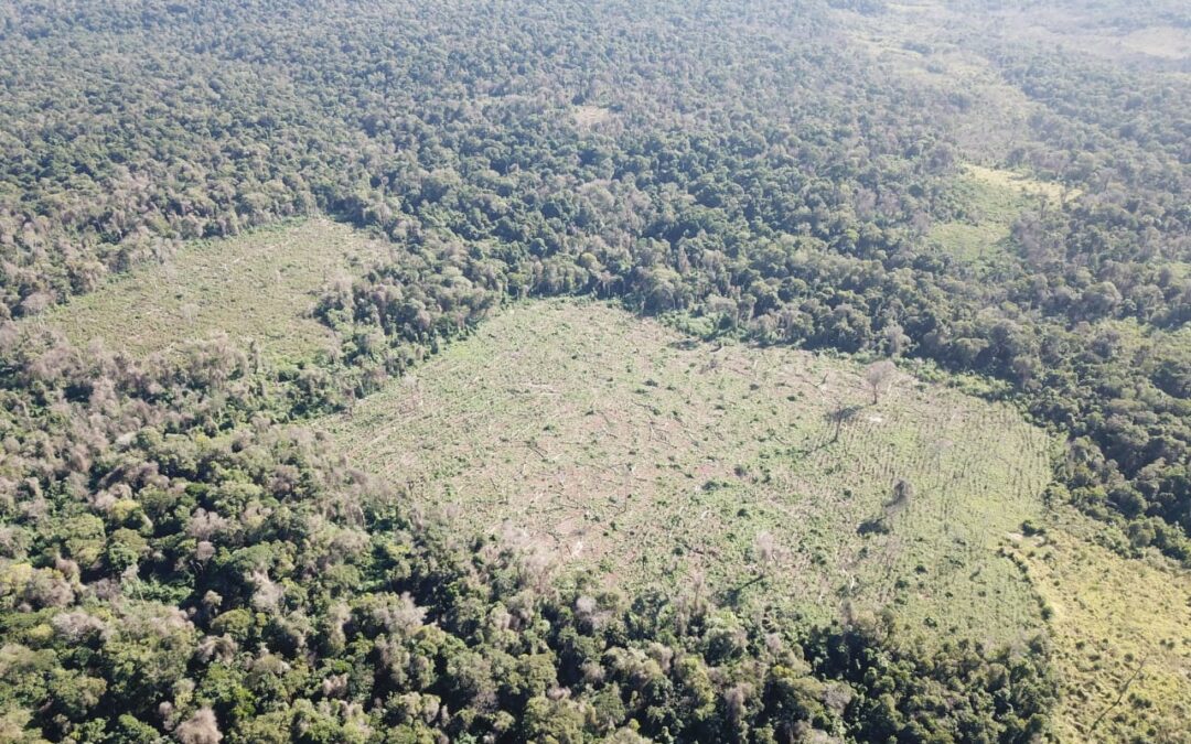 Destruyen 8 hectáreas de plantaciones de marihuana en la Reserva San Rafael
