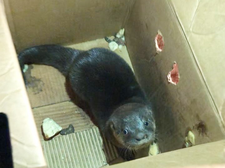 Capiatá: Mediante una compra simulada logran rescatar una cría de Lobo Pe