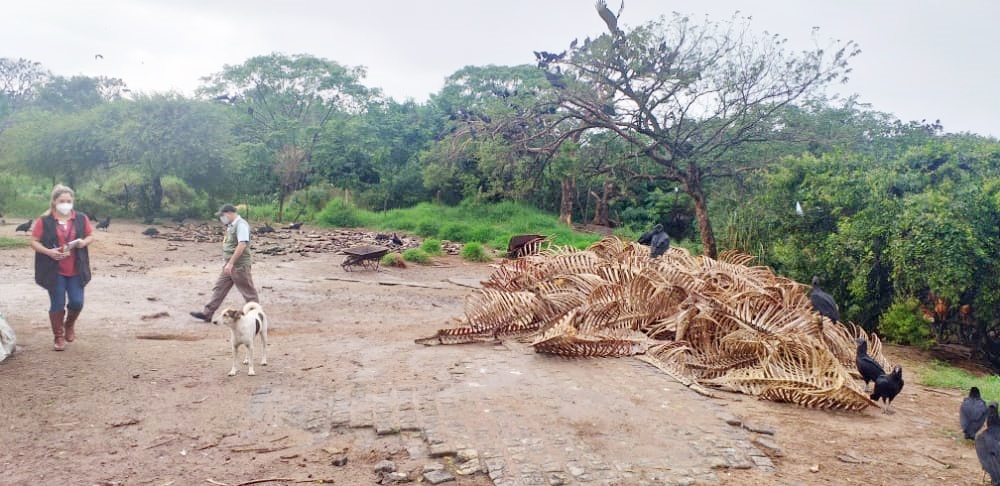 Carapeguá: Constatan varias irregularidades en un matadero equino