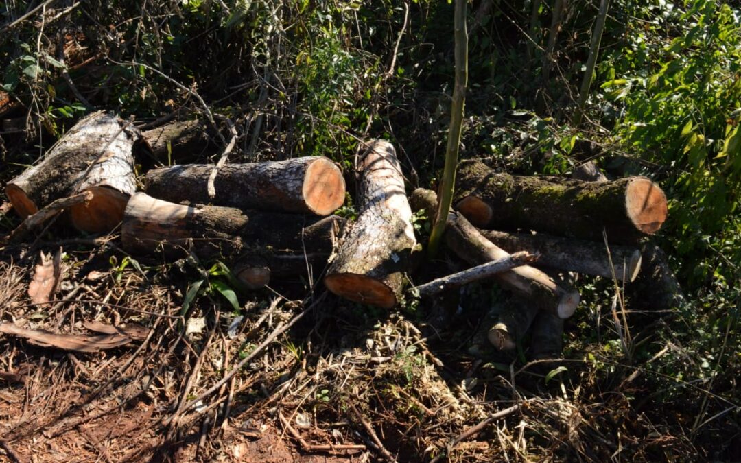 Procedimiento interinstitucional a instancias del MADES dentro de la Reserva San Rafael