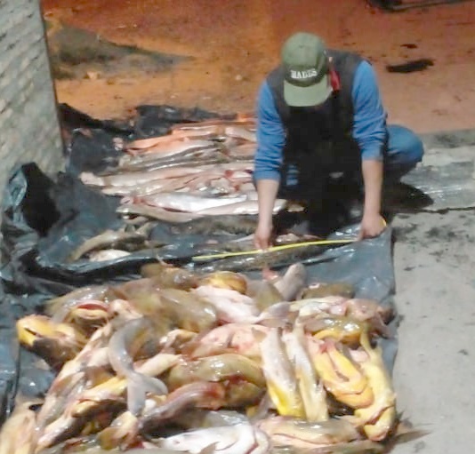 Controles en Villeta con decomiso de pescados que no tenían guías de traslado