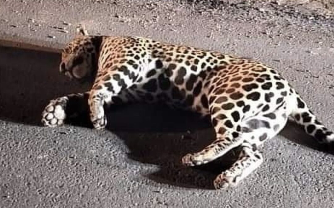 MADES presentó denuncia por la muerte de un Yaguareté en el Chaco