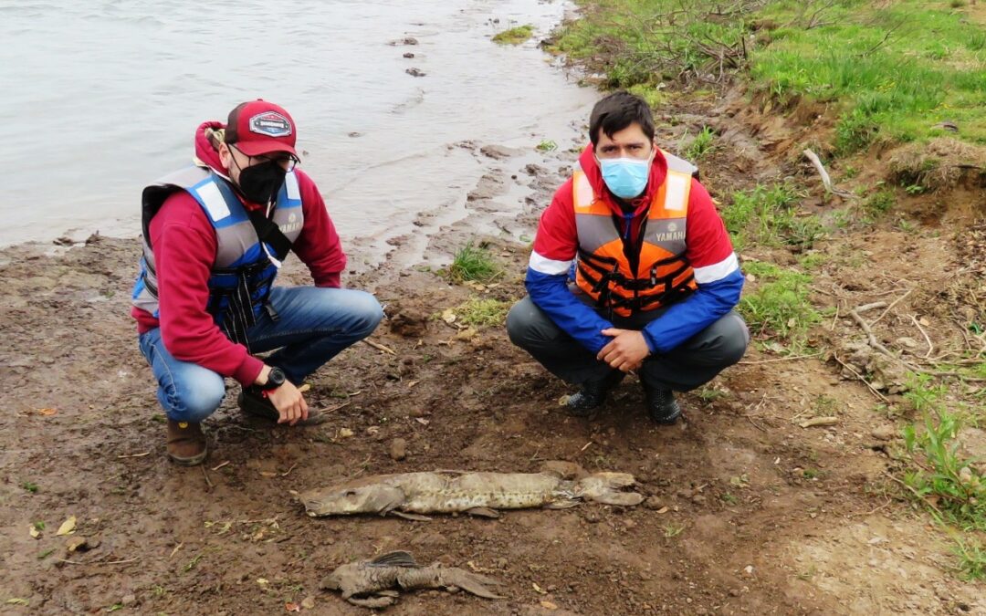 Verifican denuncia sobre mortandad de peces en Ayolas