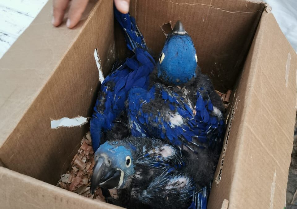 Mediante compra simulada logran rescatar a guacamayos azules