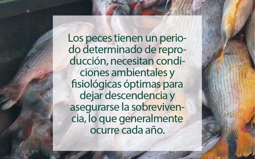 Importancia de Veda Pesquera para la conservación del ecosistema