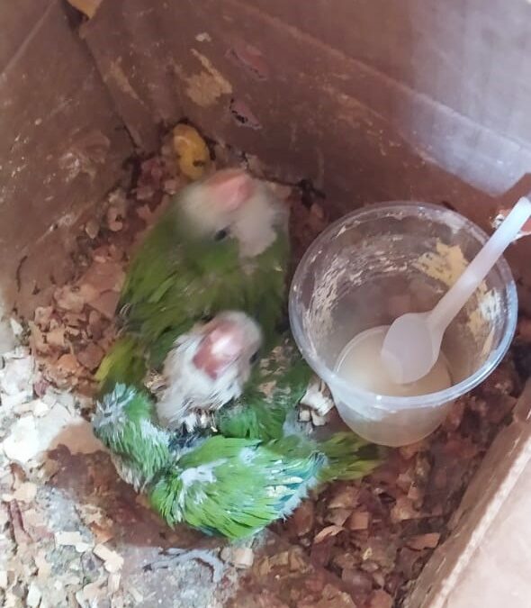 San Lorenzo: Rescatan aves que iban a ser comercializadas