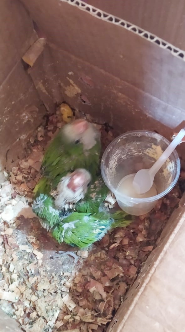 San Lorenzo: Rescatan aves que iban a ser comercializadas