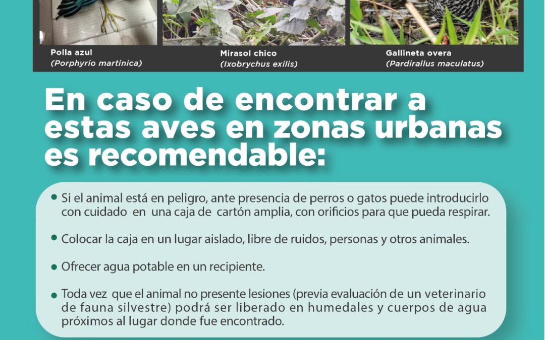 Recomendaciones en caso de encontrar aves acuáticas en zonas urbanas