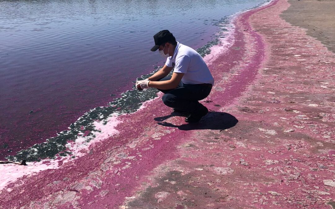 Reporte Analítico de la laguna “Isla Po´i”, Chaco