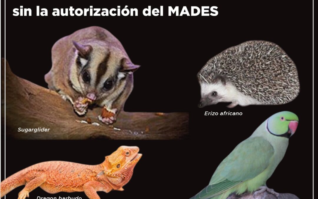 Instan a no introducir y adquirir especies exóticas