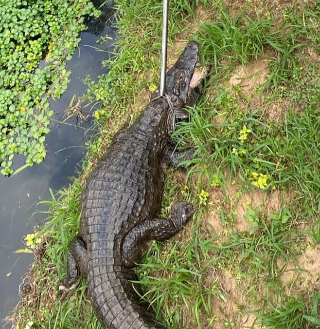 Rescate y reubicación de un animal silvestre