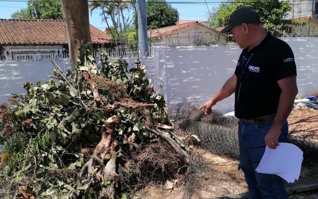 Destrucción sin autorización de nidos de cotorras