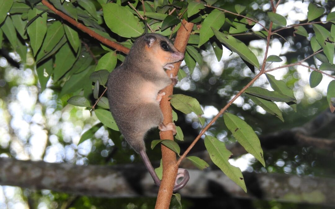 Guardaparques del MADES registran a la especie Marmosa rapposa en el Parque Nacional Cerro Corá