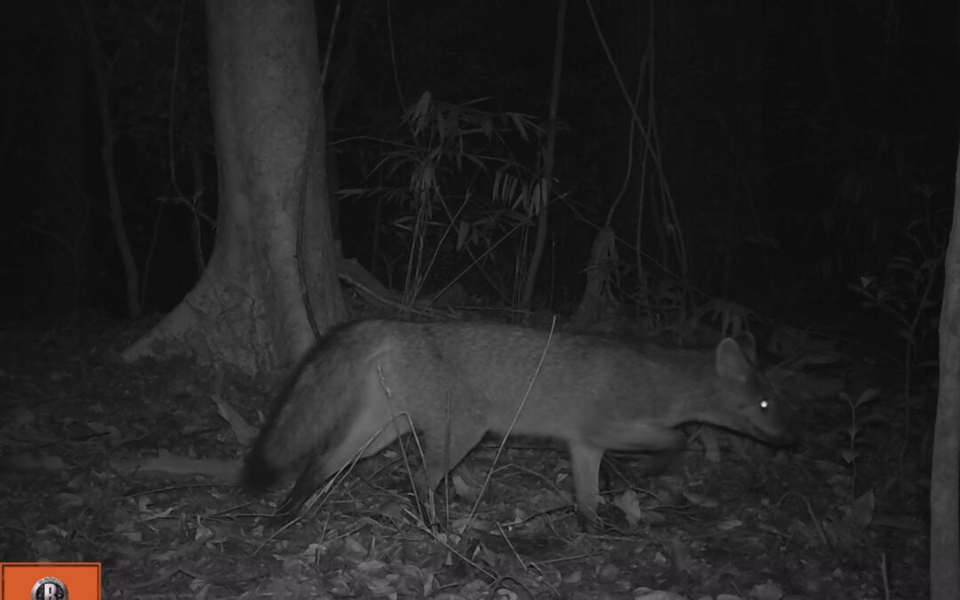 Registran nuevas especies para la actualización del Plan de Manejo del Parque Nacional Ybycuí