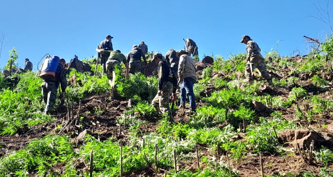 Operativo contra plantaciones ilegales en el Parque Nacional Cerro Corá