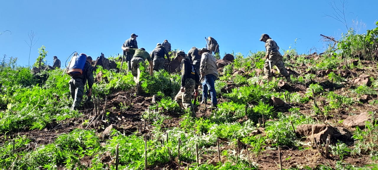 Operativo contra plantaciones ilegales en el Parque Nacional Cerro Corá