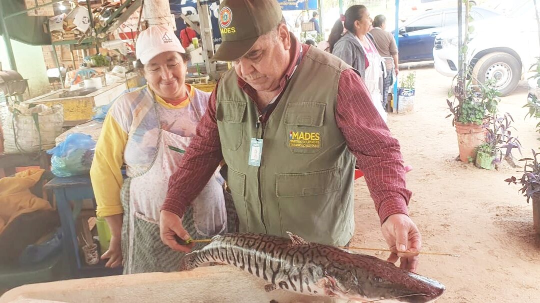 Decomisan productos pesqueros sin medidas reglamentarias