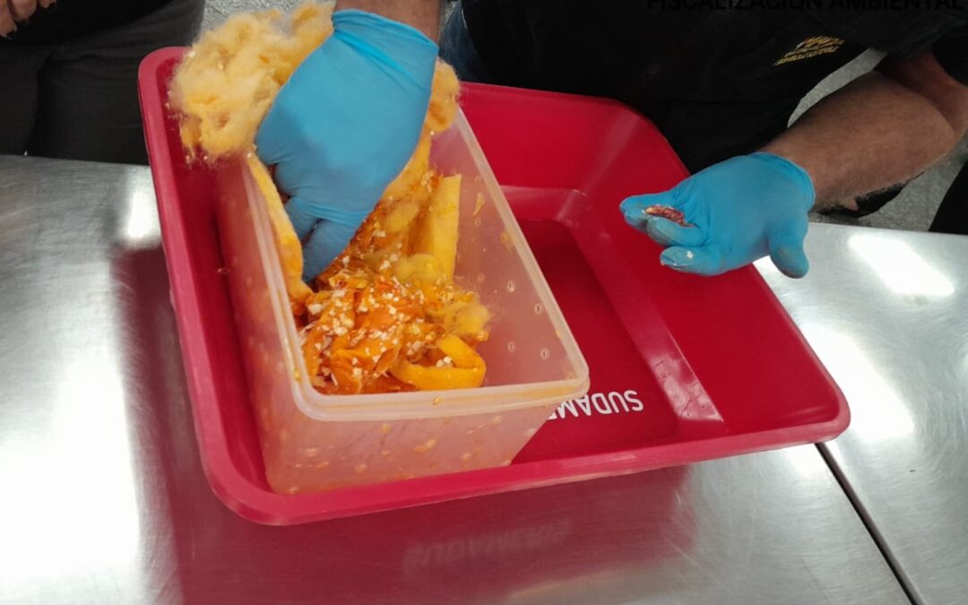 Intervienen a extranjeros por el transporte y tráfico de huevos de guacamayos