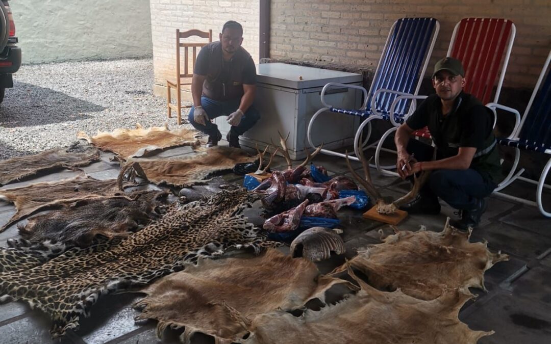 Constatan en una vivienda la tenencia y exhibición de productos procedentes de la fauna silvestre